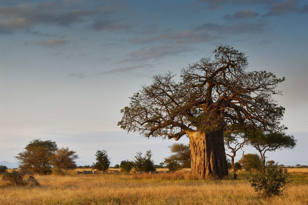 Der Baobabbaum - ein Wunder der Natur 2 The Essence of Africa Affenbrotbaum in der Savanne