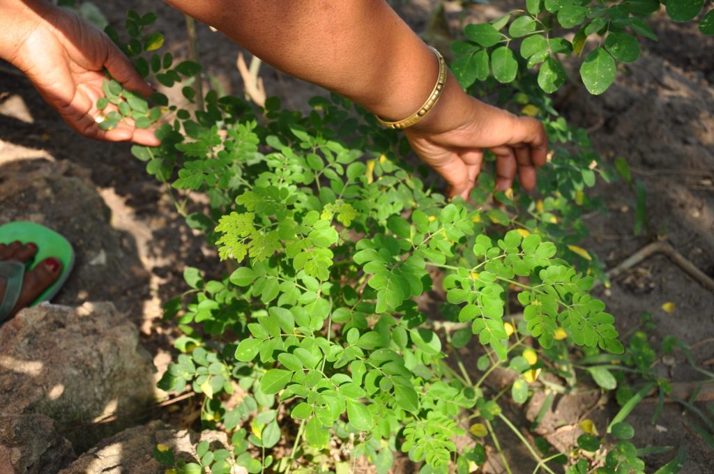 Hohe Qualität von Moringa 8 The Essence of Africa Moringapflanze