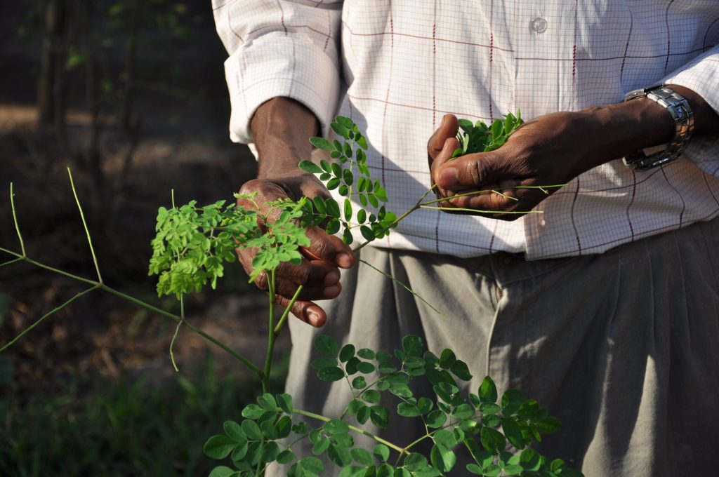 Blutzuckerspiegel senken mit Moringa 4 The Essence of Africa Mann mit Moringa in den Händen
