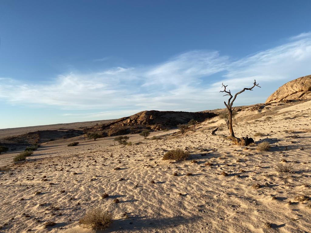 Das Baobabsterben - warum wir alle davon betroffen sind 3 The Essence of Africa Wüstenlandschaft in Afrika
